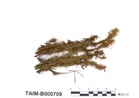 藏品(皺葉曲尾苔)的圖片